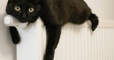 Curiosity