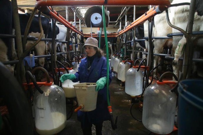 Archivo - Una mujer trabaja durante el ordeño en la ganadería Bértolos e Serranos, a 19 de febrero de 2023, en Macedo, Friol, Lugo, Galicia (España). La ganadería Bértolos e Serranos produce leche para venta y para elaboración de quesos bajo marca propia.