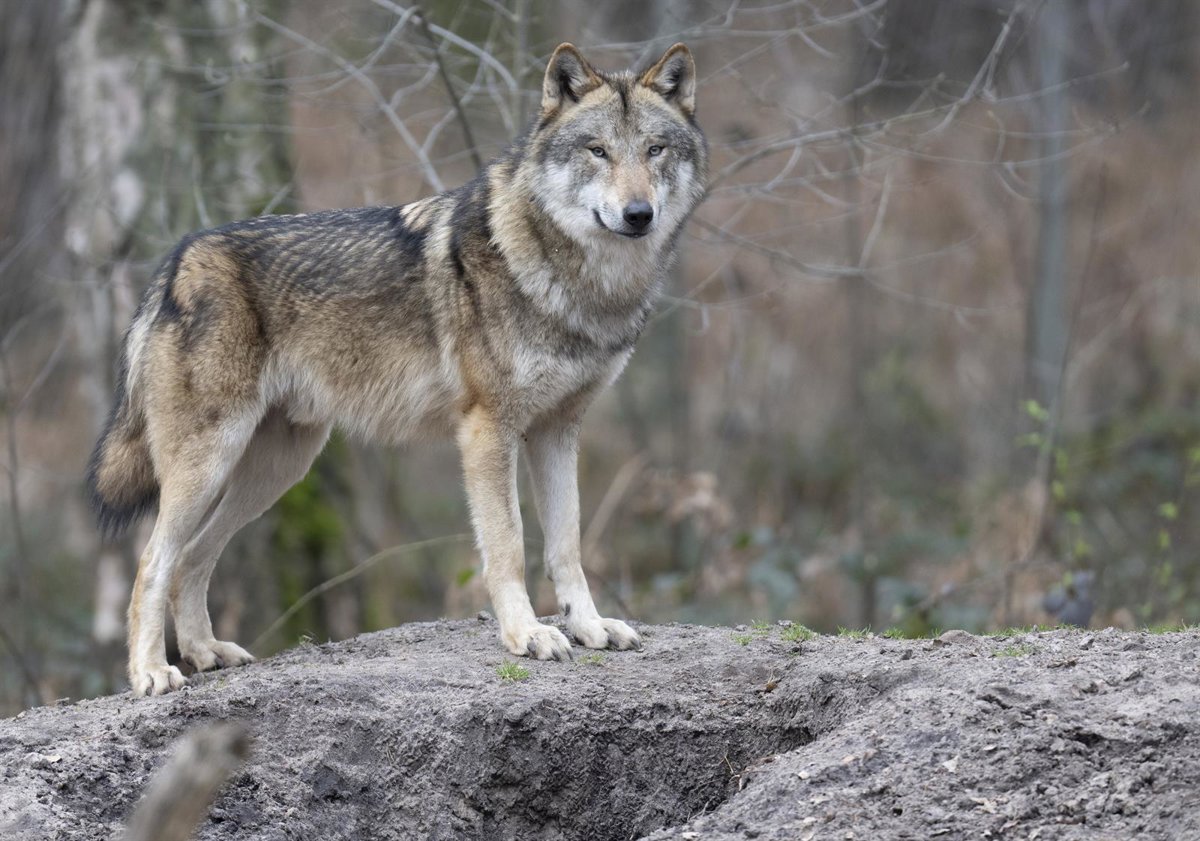 El Gobierno puntualiza que el expediente de infracción de UE a España por el informe del lobo está en fase  preliminar 