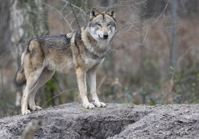 Archivo - Foto de archivo de un lobo. 