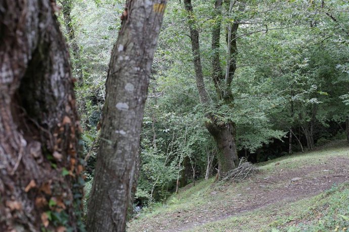Archivo - Un bosque de castaños, en la Ribeira Sacra, a 1 de octubre de 2021, en Ferreiros de Abaixo, O Courel, Lugo, Galicia, (España). 