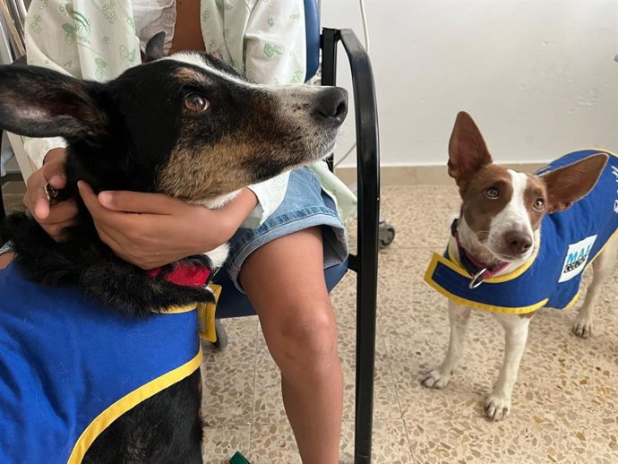Un menor participa en una sesión de terapia canina en el Hospital de Jaén.