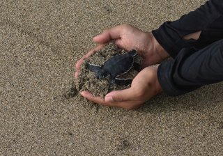 Archivo - 27 December 2025, Indonesia, Malang: People release green sea turtle Hatchlings (Chelonia mydas) at the Bajulmati beach in the Bajulmati Sea Turle Convervation area in Malang. Photo: Aman Rochman/ZUMA Press Wire/dpa