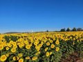La Alianza UPA-COAG pide a la Junta flexibilizar los Ecorregímenes para adelantar la siega del girasol