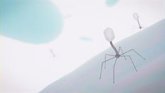 Foto: Una terapia personalizada con bacteriófagos elimina una infección multirresistente provocada por una herida de guerra