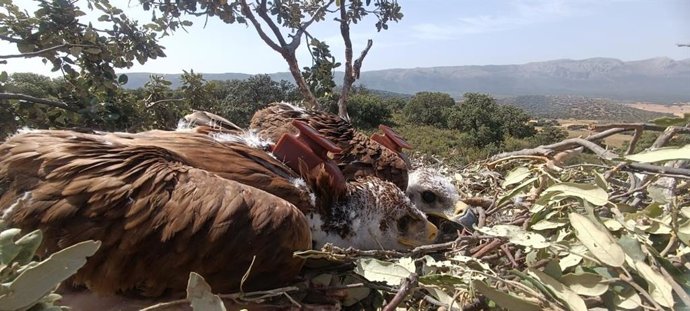 La Junta de Andalucía ha colocado en lo que va de año 29 emisores GPS a pollos de águila imperial ibérica (Aquila adalberti) localizados en distintos puntos de la comunidad.
