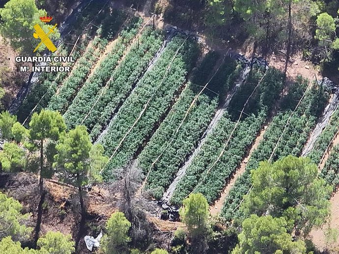 La operación Capserri ha permitido localizar una plantación de marihuana y detener a dos personas encargadas de su cuidado.