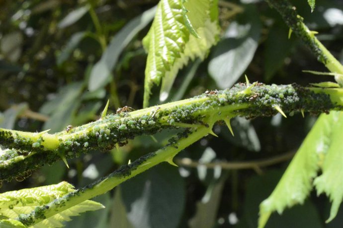 Cómo identificar y eliminar los pulgones en las plantas sin usar químicos agresivos