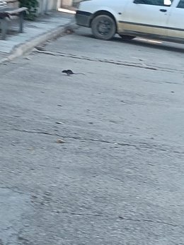 El PP de Villalar (Valladolid) denuncia la proliferación de ratas en el municipio y exige un plan urgente .