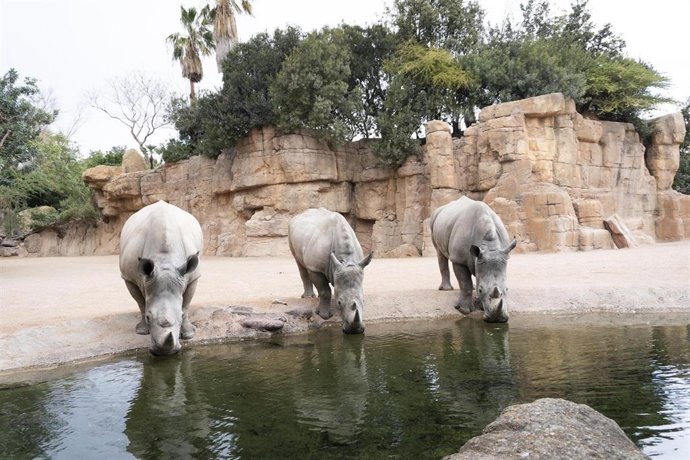 Archivo - Rinocerontes bebiendo en Bioparc