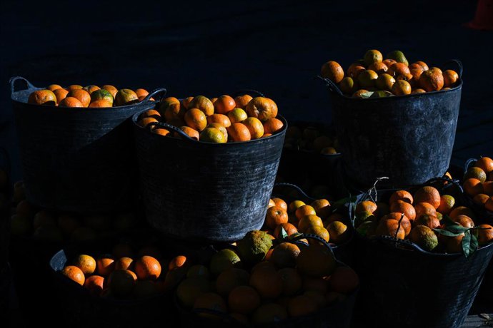 Archivo - Recolección de naranjas