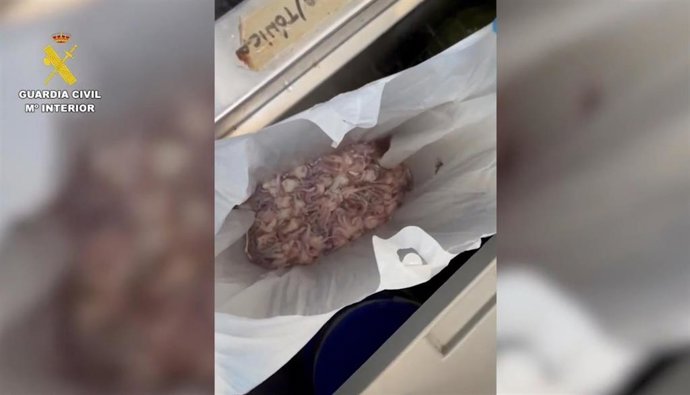 Chipirones intervenidos en el recinto ferial de Lucena durante la celebración de la Feria de Nuestra Señora del Valle.