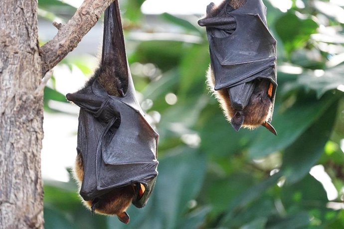 El genoma y los fósiles de los murciélagos sitúan su origen en Europa hace 65 millones de años. La Universidad de Granada participa en un estudio con 137 investigadores de 64 países que ha secuenciado el genoma de 103 especies y ha analizado 44 fósiles