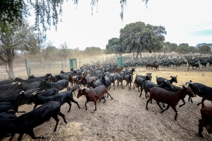 Archivo - Decenas de cabras salen a pastar en la granja Suerte Ampanera, a 24 de agosto de 2022, en Colmenar Viejo, Madrid (España). 