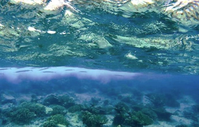Archivo - Pez aguja de aleta roja (Strongylura notata) "escondido" debajo de la superficie del mar cerca de la isla caribeña de Curazao.