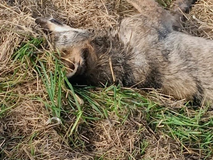 Ejemplar de lobo hallado muerto en Castropol.