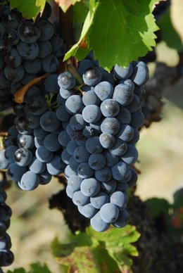 Archivo - Uvas
