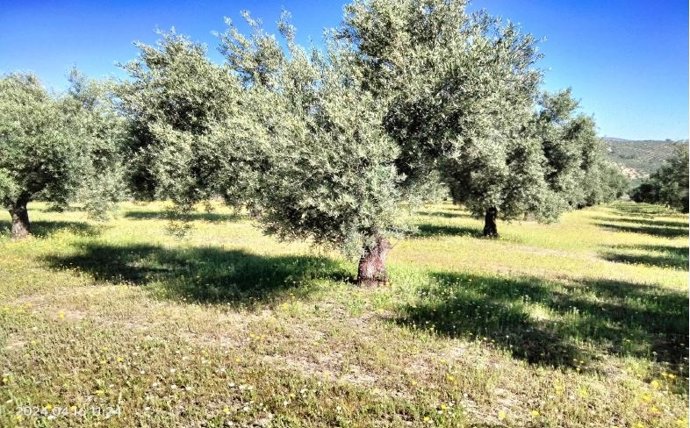 Imagen de un olivar.