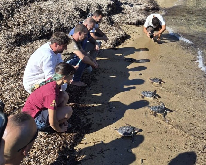 Tortugas liberadas en Menorca