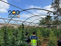 Dos detenidos tras desmantelar cinco plantaciones de marihuana en Sanlúcar y Chipiona (Cádiz)