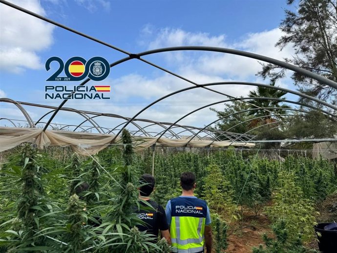 Dos agentes de la Policía Nacional en una de las plantaciones de marihuana intervenidas en Chipiona.