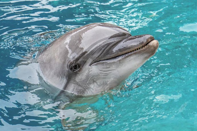 Los animales rescatados de Canadá continúan su adaptación en el Oceanogràfic
