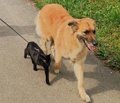 Los perros de más de ocho kilos podrán viajar en Metro Bilbao a partir del 15 de octubre con limitaciones horarias