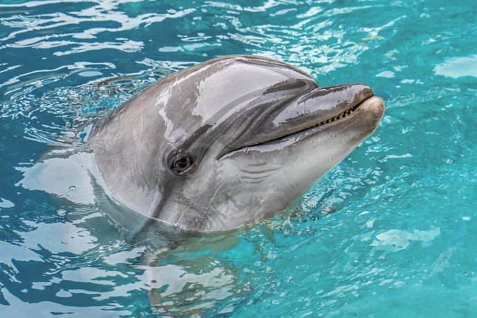 Els animals rescatats de Canadà continuen la seua adaptació en l'Oceanogràfic