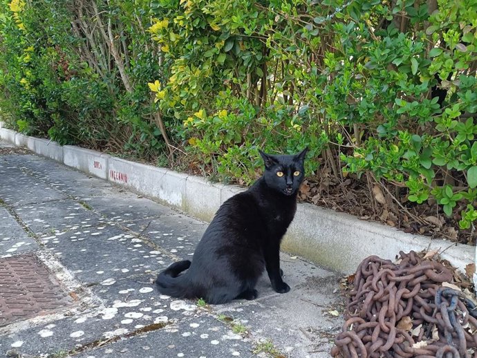 Gato