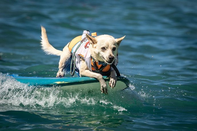 Archivo - FILED - 21 August 2026, US, Waikiki: A surf dog takes to the waves on the 10th anniversary of the 'Going to the Dogs SurFUR Competition' at Queens Beach in Waikiki, as part of the Duke Kahanamoku OceanFest. Photo: Roberta Holden/ZUMA Press Wire/
