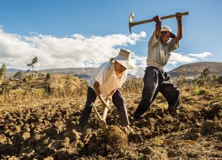 Perú.- Mejorarían condiciones del Seguro Agrario Catastrófico a partir del próximo año