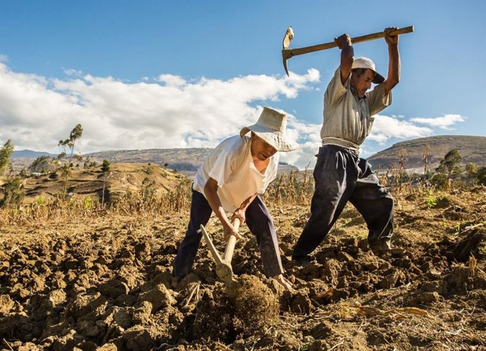 Perú.- Mejorarían condiciones del Seguro Agrario Catastrófico a partir del próximo año