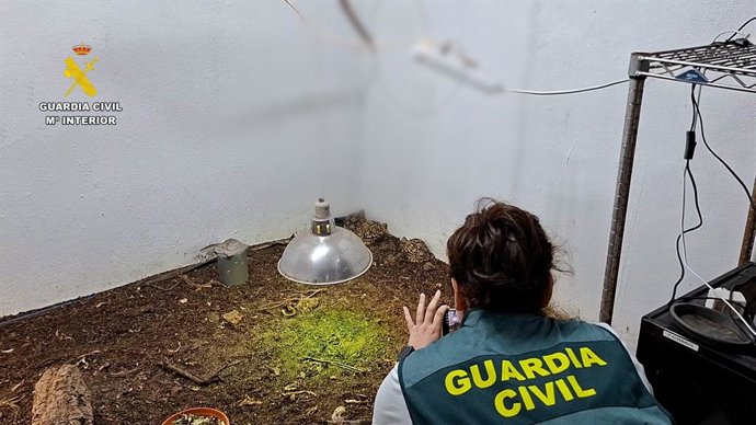 Reptiles intervenidos en la operación