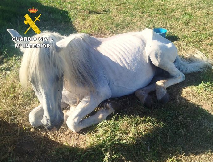 Tres investigados en Cantabria por maltrato a dos perros y un caballo