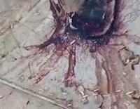 Cadáveres en descomposición y agua con legionela: denuncian un seguido de negligencias en la perrera de Son Reus