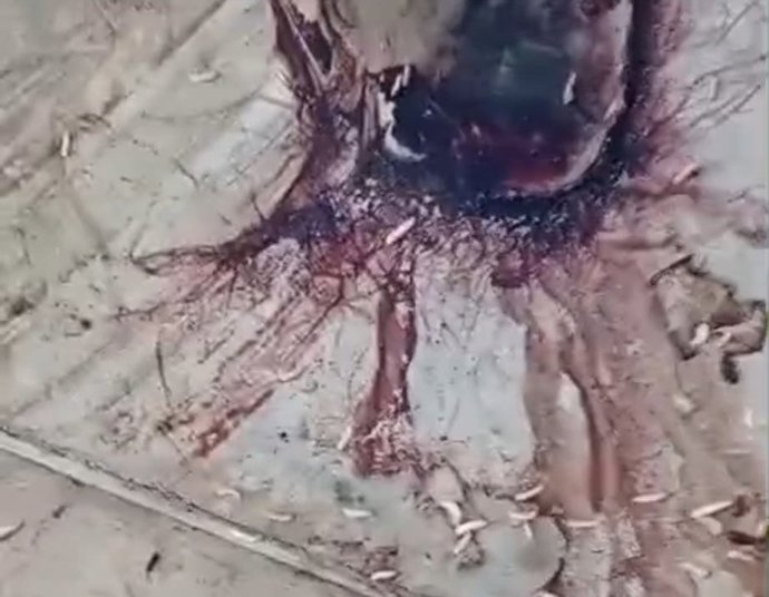 Cadáveres en descomposición y agua con legionela: denuncian un seguido de negligencias en la perrera de Son Reus.