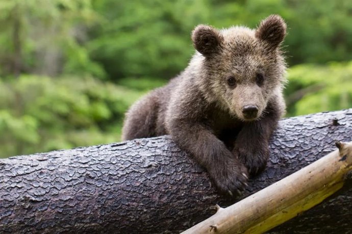Fotografía de un oso pardo