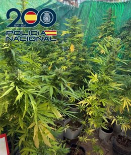 Plantas de marihuana.