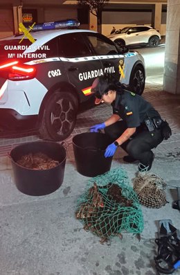 La Guardia Civil intercepta a un furtivo en una playa de Moaña (Pontevedra), y le interviene más de 25 kilos de centollo y nécora.
