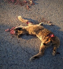 Lince jóven atropellado en Villaescusa de Haro.