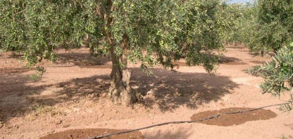 Los regantes piden que se autorice el uso de los 50hm3 de reserva para el mes de octubre "condicionado" a la evolución de las precipitaciones durante septiembre y el propio octubre.