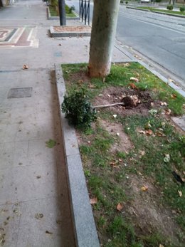 Uno de los ejemplares de durillo arrancados en el paseo de la Estación.