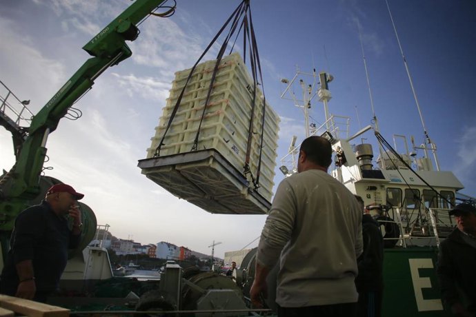 Archivo - Varios operarios sacan cajas con caballas del barco durante la descarga de caballa en el puerto de Burela, a 27 de marzo de 2023, en Burela, Lugo, Galicia (España). Las primeras descargas de caballa llegan a las lonjas mariñanas, aunque no con l