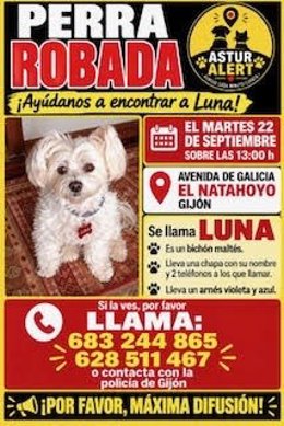 Cartel de la perra 'Luna'
