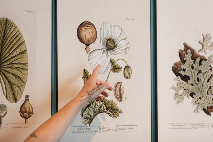 Exposición 'Ellas ilustran botánica', en el CDAN.