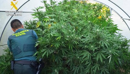 Guardia Civil localiza más de 13.000 plantas de marihuana en un solo día y 37 personas son investigadas