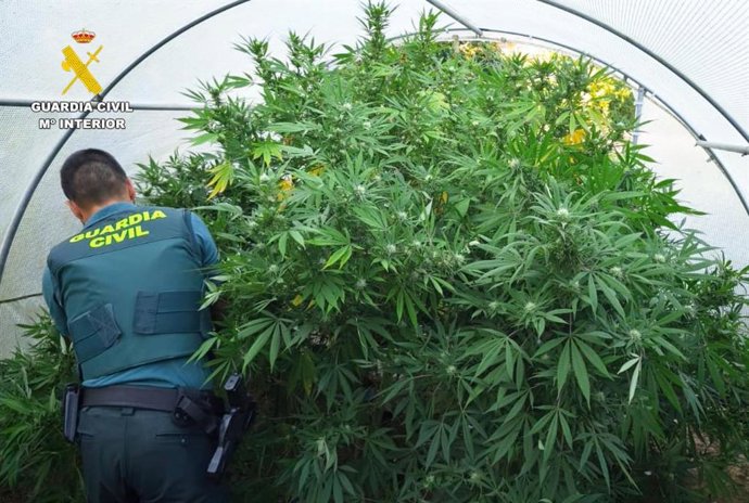 Plantas de marihuana 