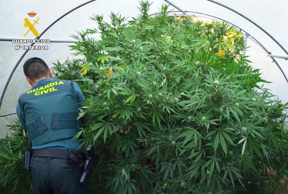 Plantas de marihuana 