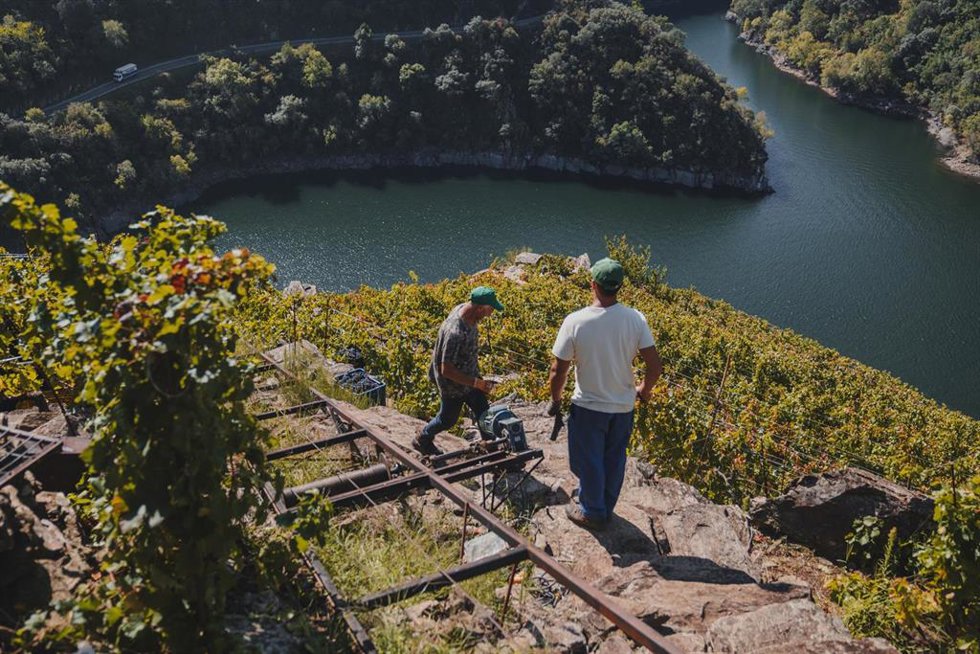 Vendimia en la Ribeira Sacra en los viñedos de Adega Ponte da Boga