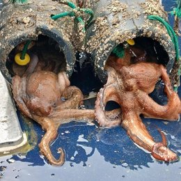 Pulpo comisado por Gardacostas de Galicia